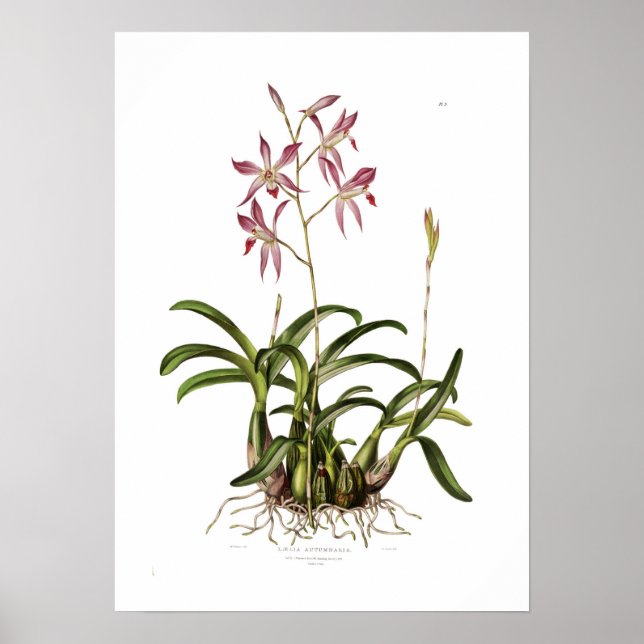 Póster Laelia autumnalis, por Augusta Innes Witers. (Frente)