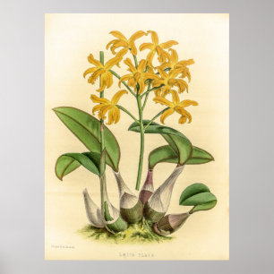Poster Laelia Flava Orchid