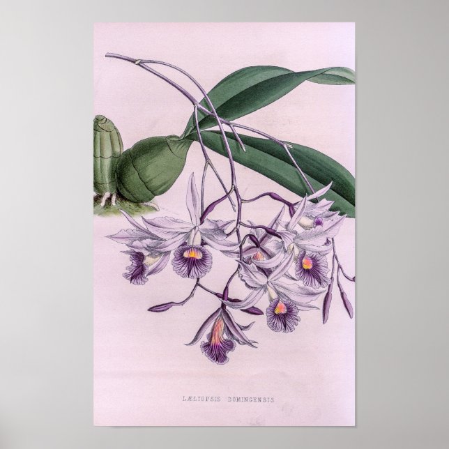 Poster Laeliopsis Domingensis Orquídea (Frente)