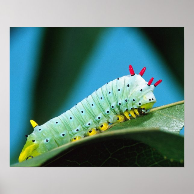 Póster Lagarta da Mariposa Prometeu, Callosamia (Frente)