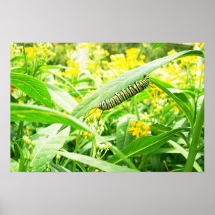 Póster Lagarta do monarca que alimenta no milkweed