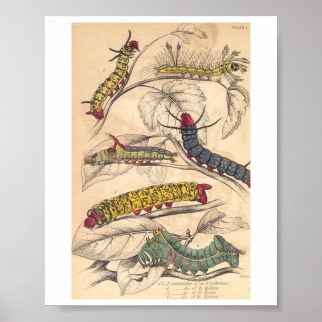 Poster Lagartas (Frente)