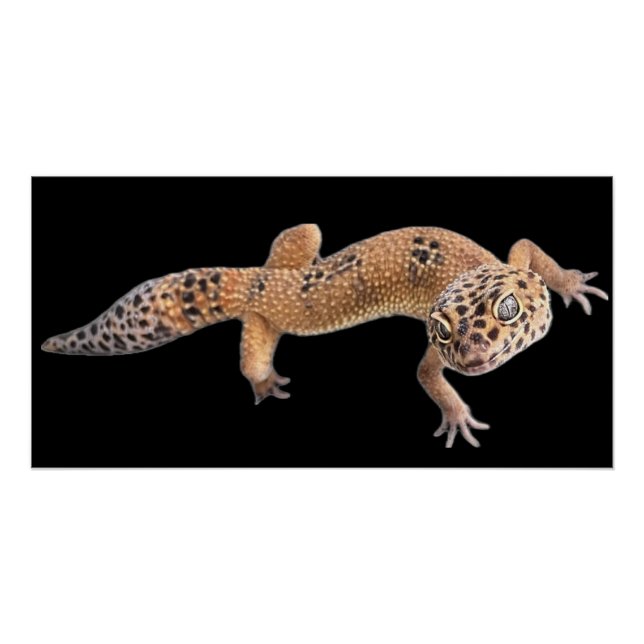 Póster  Lagartixa Leopardo  (Frente)