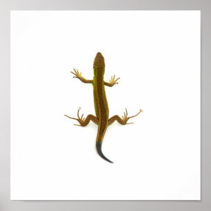 Póster lagarto