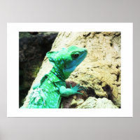 Lagarto basilisco verde