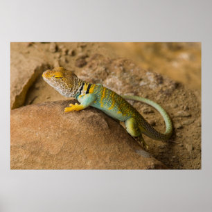 Póster Lagarto-de-colar