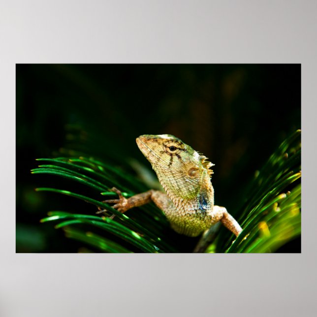 Póster Lagarto de jardim comum (Frente)