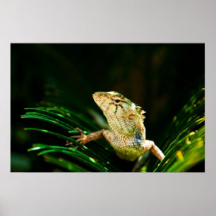 Póster Lagarto-do-jardim