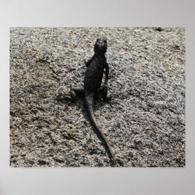 Póster Lagarto Preto (Frente)