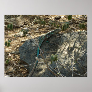 Póster Lagarto Rabo-de-Lagartixa de Aruba Fotografia de A