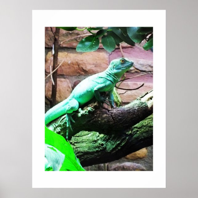 Póster Lagarto verde (Frente)