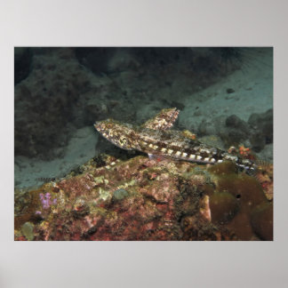 Poster Lagarto X