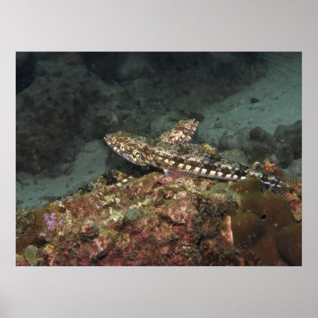Poster Lagarto X (Frente)