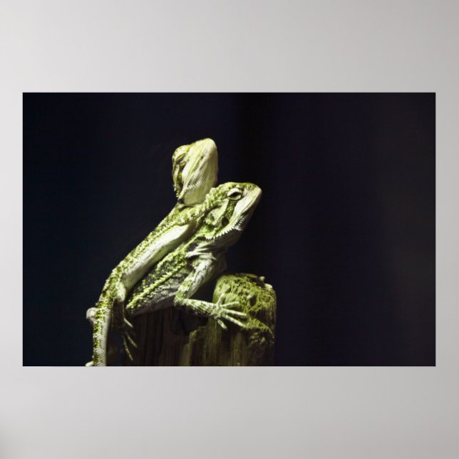 Póster Lagartos de Amaramento (Frente)