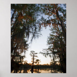 Póster Lago Caddo ao nascer do sol