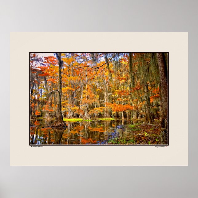Poster Lago Caddo - Outono - Texas (Frente)