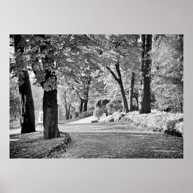 Poster Lago Como Path Monocromo (Frente)