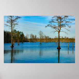 Póster Lago cypress