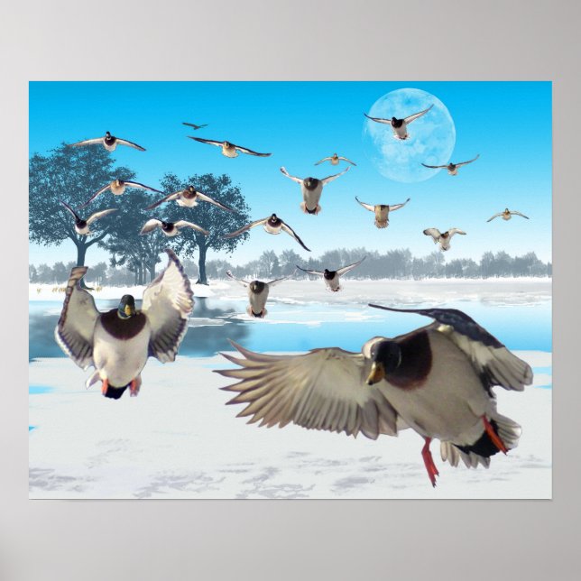 Poster Lago Duck (Frente)