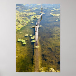 Poster Lago Erie Metropark Turtle Log Horizontal