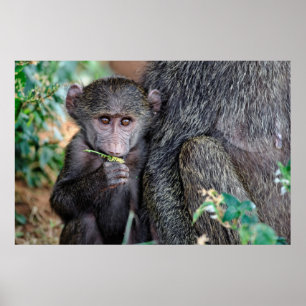 Poster Lago Manyara baboon de Anubus Nat. Parque