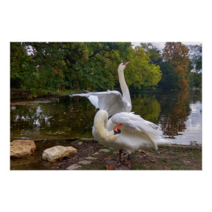 Póster lago Swan