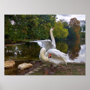 Poster Lago Swan