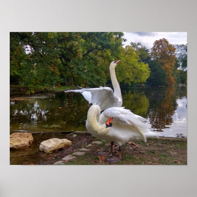 Poster lago Swan (Frente)