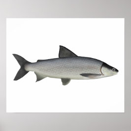 Poster Lago Whitefish