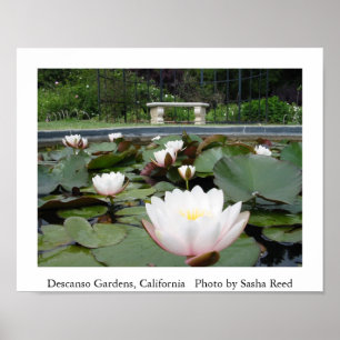 Póster Lagoa de Lilly