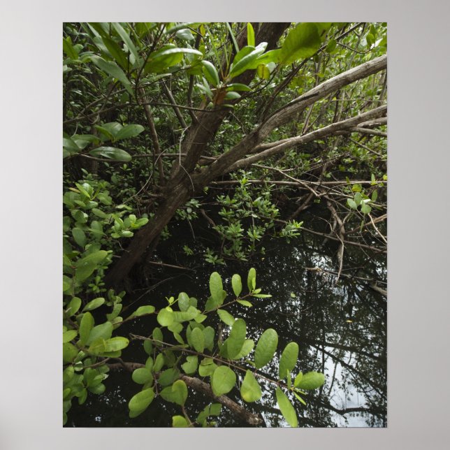 Poster Lagoa de sal tropical (Frente)