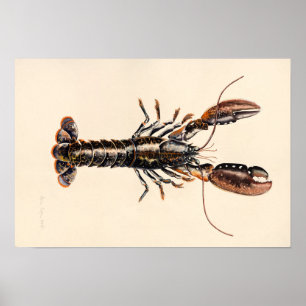 Poster Lagosta de Solva