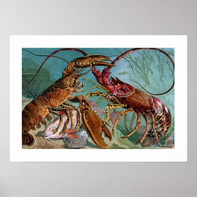 Póster Lagosta e Langoustine (Frente)