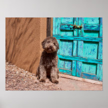 Lagotto Romagnolo Esperando Por Uma Porta Azul