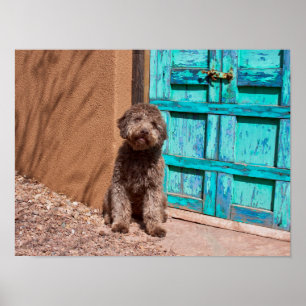 Poster Lagotto Romagnolo que espera por uma porta azul