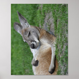 Poster Laid-back Kangaroo
