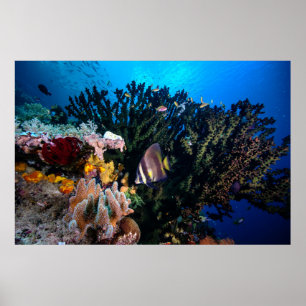 Poster Laja Ampat Underwater 4