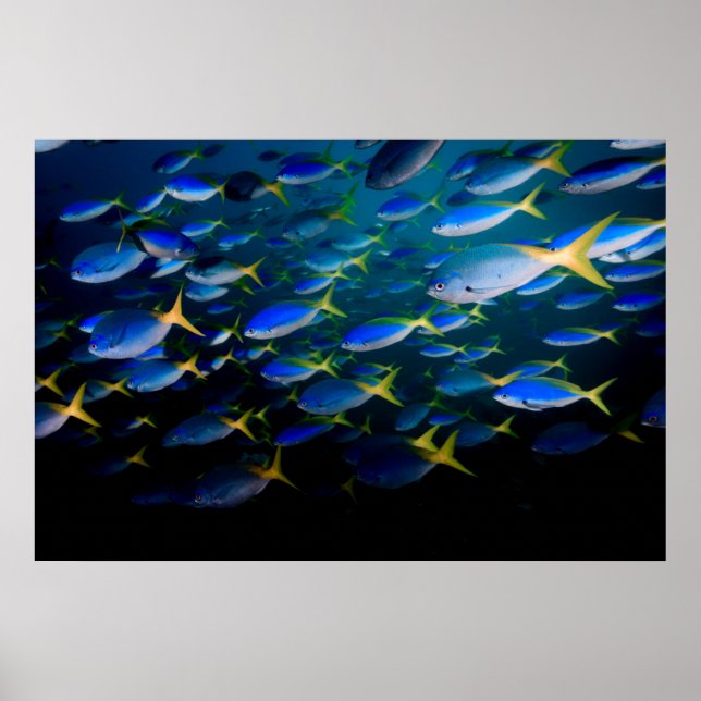 Póster Laja Ampat Underwater 5 (Frente)