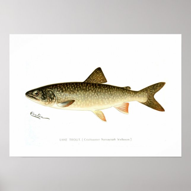 Poster Lake Trout (Frente)