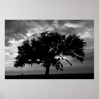 Póster Lakefront Live Oak