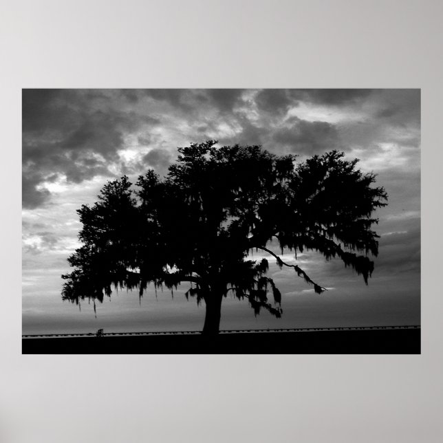 Póster Lakefront Live Oak (Frente)