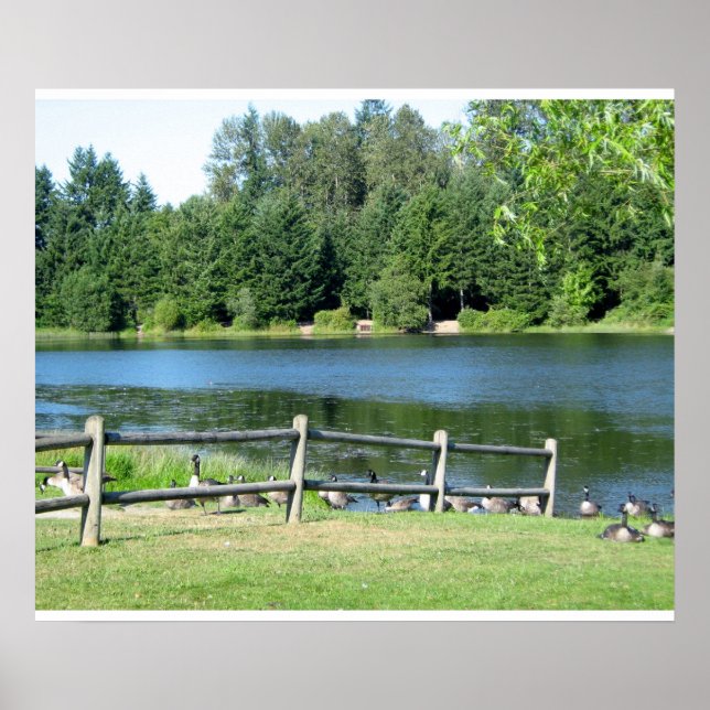 Póster Lakeside Geese no Parque (Frente)