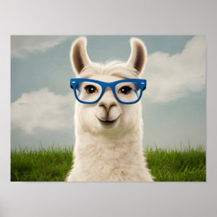 Poster Lama branca com óculos azuis