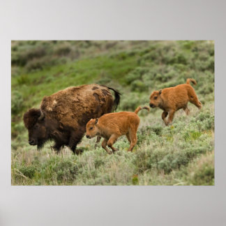 Poster Lamar Valley Mini Stampede