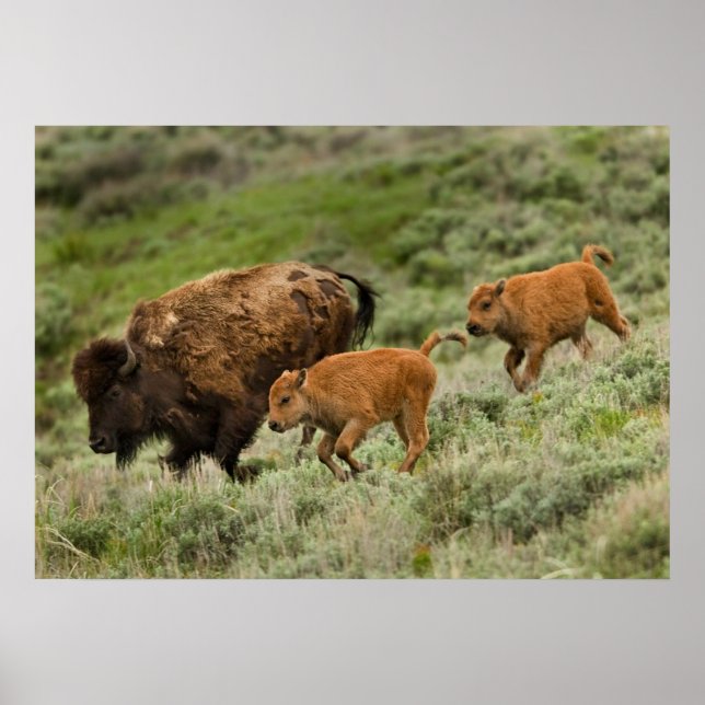 Poster Lamar Valley Mini Stampede (Frente)