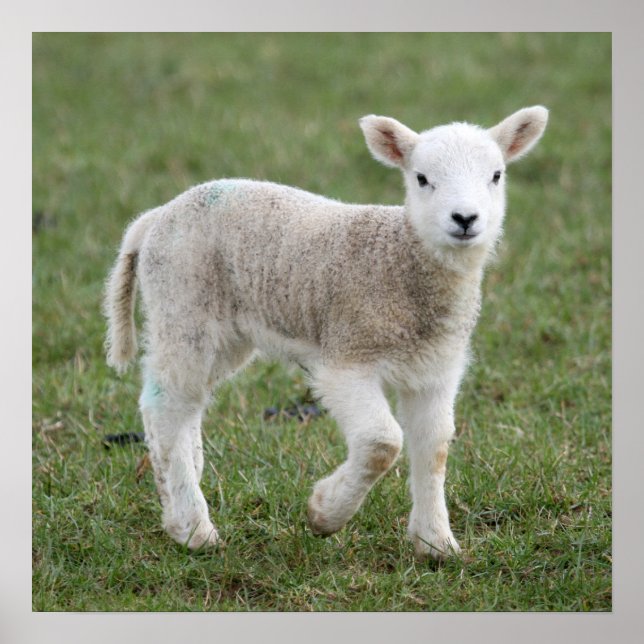 Póster Lamb (Frente)