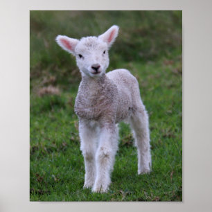 Poster Lamb Baby Shea Fazenda Animal