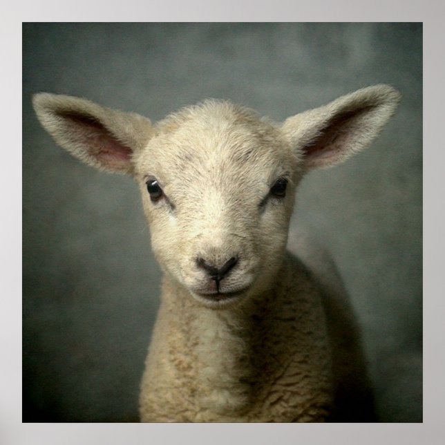 Póster Lamb recém-nascido (Frente)