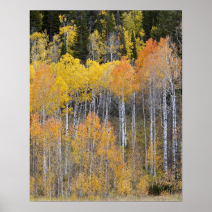 Poster Lambert Hollow, árvores de aspen