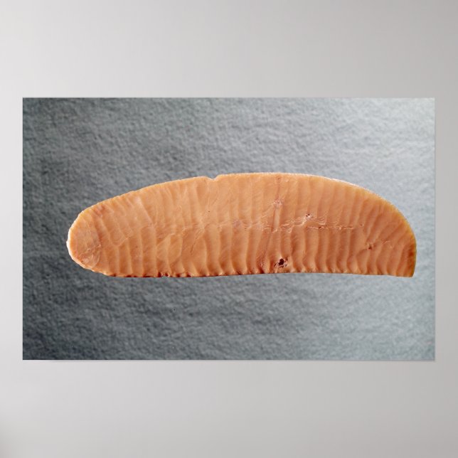 Poster Lâmina de faca (Frente)